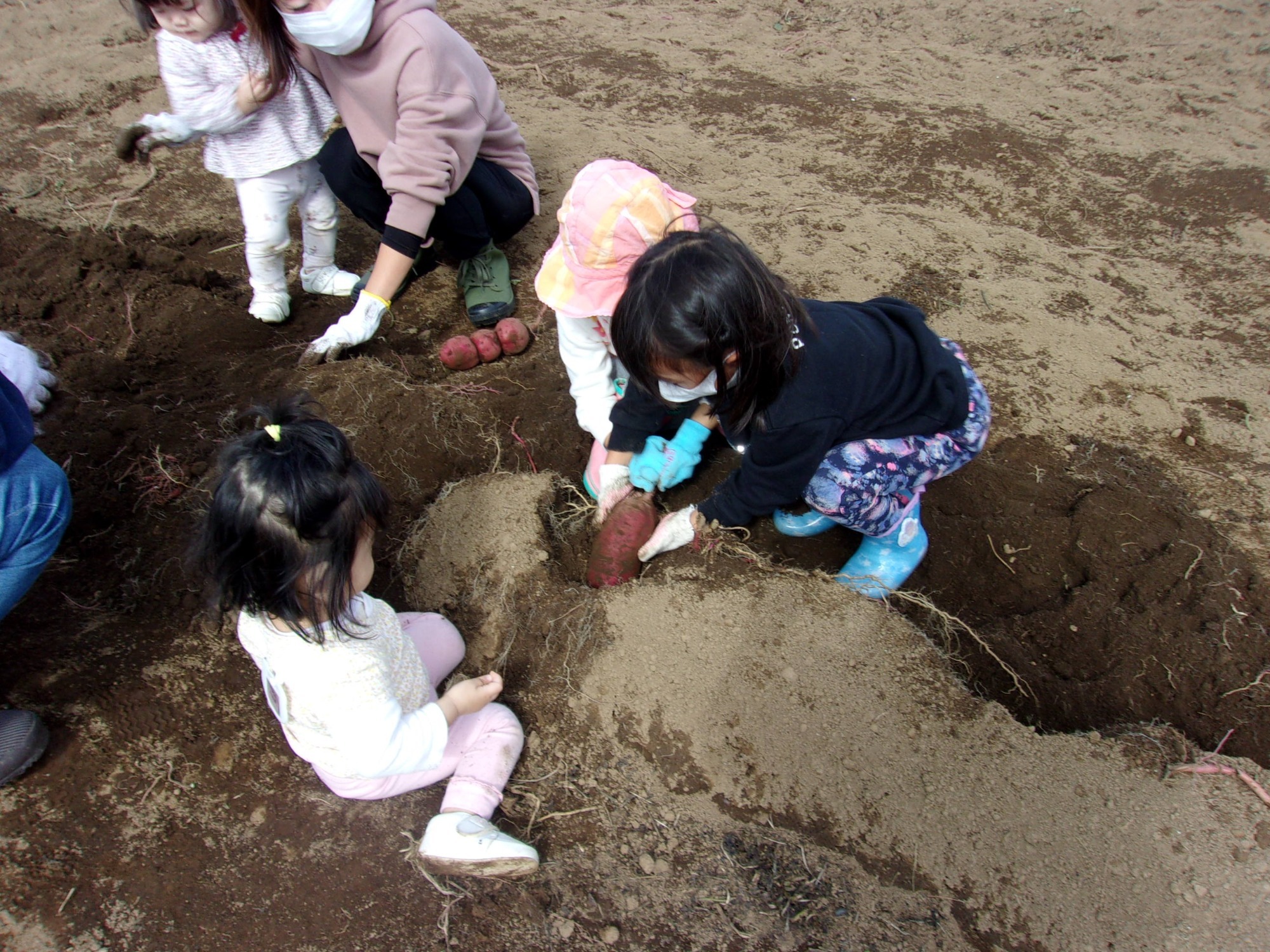 うんとこしょ！おっきなおいも掘れたかな？